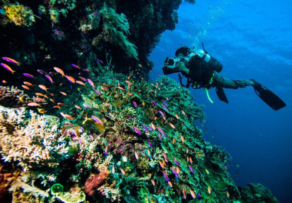 liveaboard diving indonesia