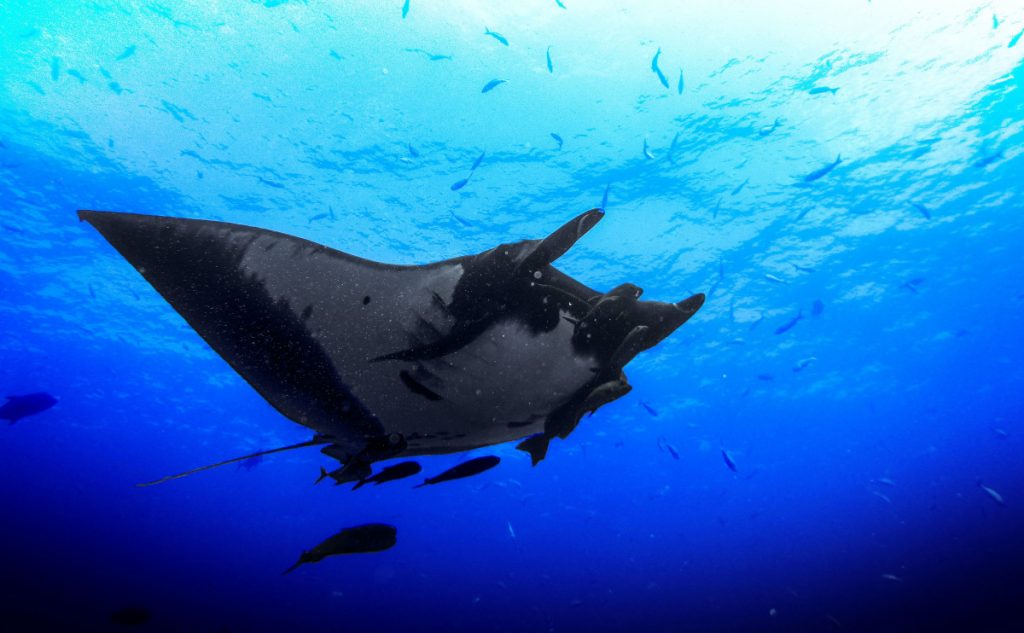 manta ray - Manta Point Komodo Snorkeling