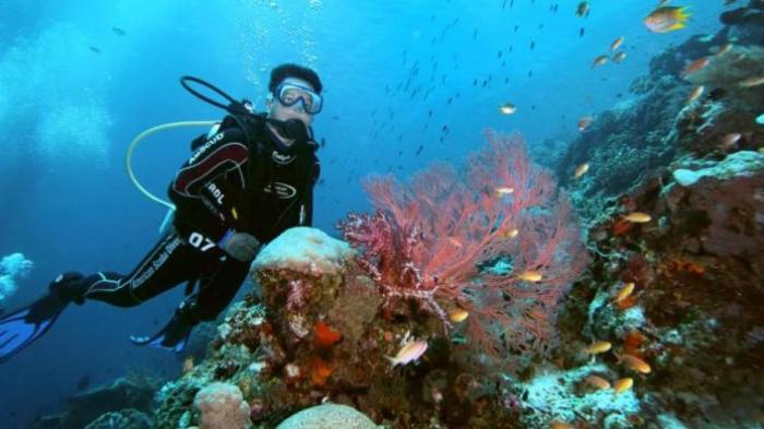 Raja Ampat Cruise, Exploring diving sites for beginner & pro divers